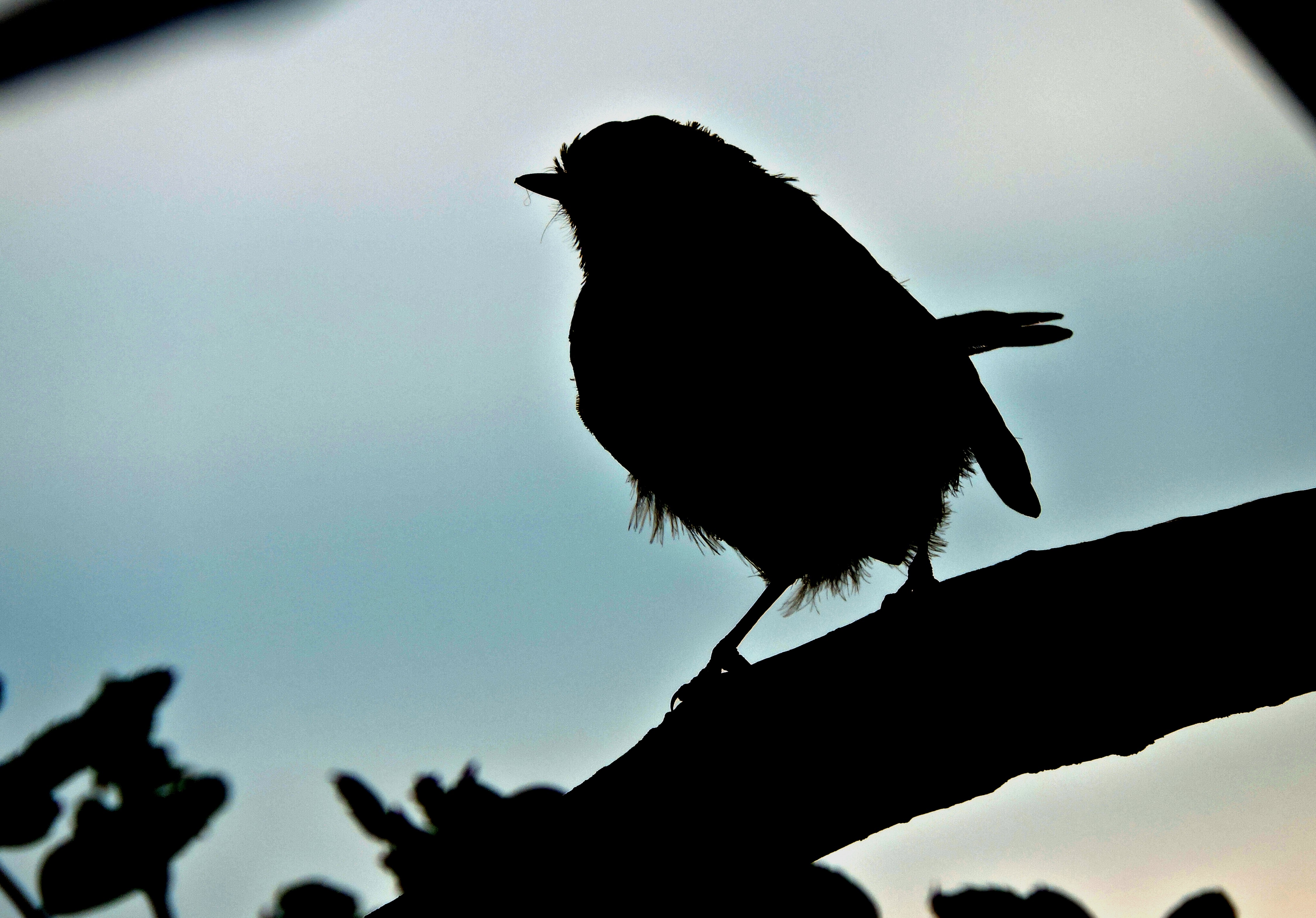 ROBIN AT DUSK. Bill Bagley Photography